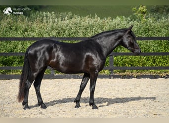 Menorquín, Yegua, 3 años, 159 cm, Negro