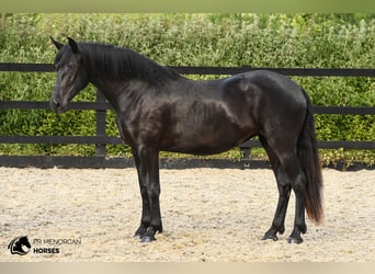 Menorquín, Yegua, 3 años, 159 cm, Negro