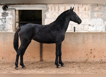 Menorquín, Yegua, 3 años, 160 cm, Negro