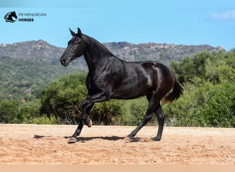 Menorquín, Yegua, 3 años, 160 cm, Negro