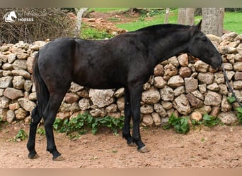 Menorquín, Yegua, 3 años, 160 cm, Negro