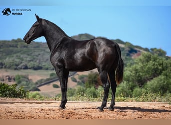 Menorquín, Yegua, 3 años, 160 cm, Negro