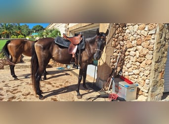 Menorquín, Yegua, 3 años, 160 cm, Negro