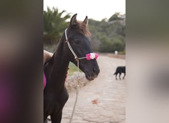 Menorquín, Yegua, 3 años, 160 cm, Negro