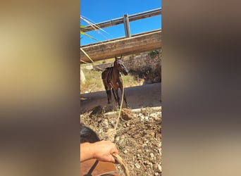 Menorquín, Yegua, 3 años, 160 cm, Negro