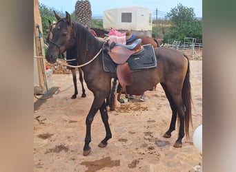 Menorquín, Yegua, 3 años, 160 cm, Negro