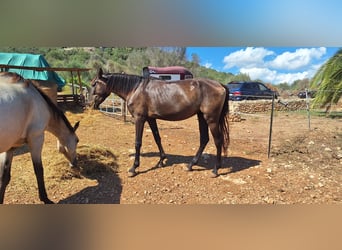 Menorquín, Yegua, 3 años, 160 cm, Negro