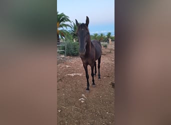 Menorquín, Yegua, 3 años, 160 cm, Negro