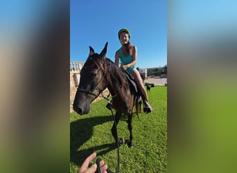 Menorquín, Yegua, 3 años, 160 cm, Negro