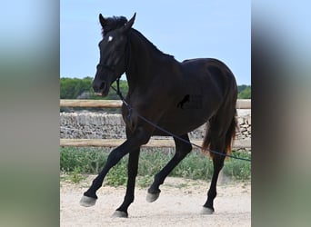 Menorquín, Yegua, 3 años, 162 cm, Negro