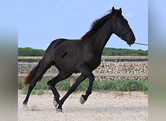 Menorquín, Yegua, 3 años, 162 cm, Negro