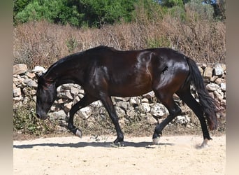 Menorquín, Yegua, 3 años, 162 cm, Negro