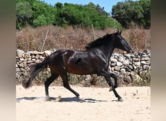 Menorquín, Yegua, 3 años, 162 cm, Negro