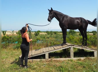 Menorquín, Yegua, 3 años, 165 cm, Negro
