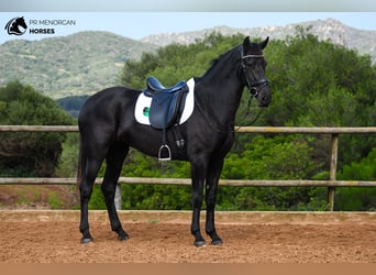 Menorquín, Yegua, 3 años, 165 cm, Negro