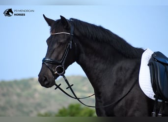 Menorquín, Yegua, 3 años, 165 cm, Negro