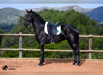 Menorquín, Yegua, 3 años, 165 cm, Negro