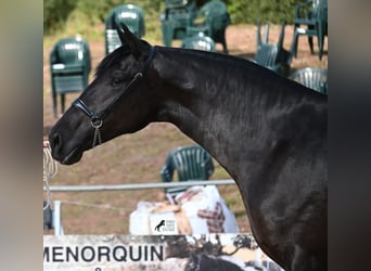 Menorquín, Yegua, 3 años, 165 cm, Negro