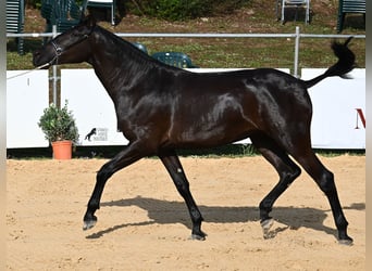 Menorquín, Yegua, 3 años, 165 cm, Negro
