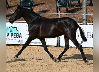 Menorquín, Yegua, 3 años, 165 cm, Negro