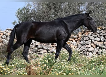 Menorquín, Yegua, 3 años, 166 cm, Negro