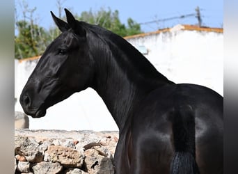 Menorquín, Yegua, 3 años, 166 cm, Negro