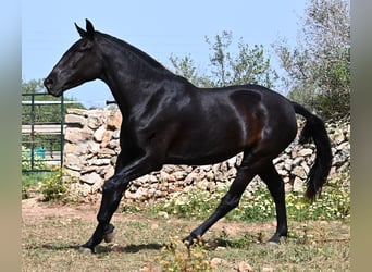 Menorquín, Yegua, 3 años, 166 cm, Negro