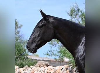 Menorquín, Yegua, 3 años, 166 cm, Negro