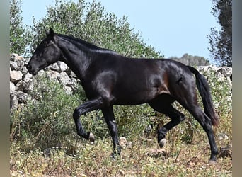 Menorquín, Yegua, 3 años, 166 cm, Negro