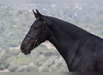 Menorquín, Yegua, 3 años, 166 cm, Negro