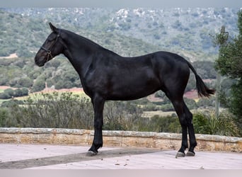 Menorquín, Yegua, 3 años, 166 cm, Negro