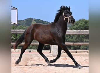 Menorquín, Yegua, 3 años, 169 cm, Negro