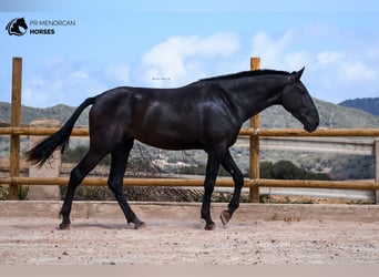 Menorquín, Yegua, 3 años, 174 cm, Negro