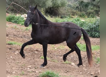 Menorquín, Yegua, 4 años, 154 cm, Negro