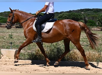 Menorquín, Yegua, 4 años, 155 cm, Alazán
