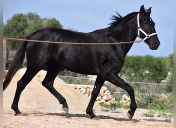 Menorquín, Yegua, 4 años, 155 cm, Negro