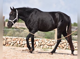 Menorquín, Yegua, 4 años, 155 cm, Negro