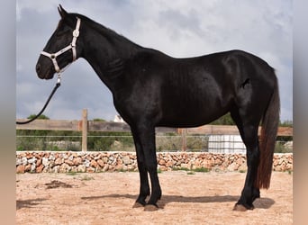 Menorquín, Yegua, 4 años, 155 cm, Negro