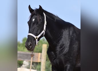 Menorquín, Yegua, 4 años, 155 cm, Negro