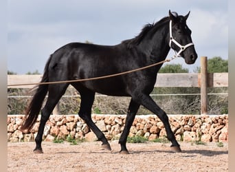 Menorquín, Yegua, 4 años, 155 cm, Negro