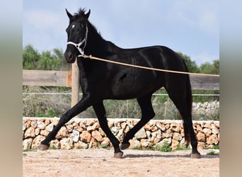 Menorquín, Yegua, 4 años, 155 cm, Negro