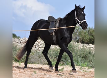 Menorquín, Yegua, 4 años, 155 cm, Negro