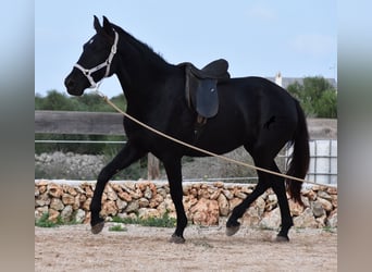 Menorquín, Yegua, 4 años, 155 cm, Negro