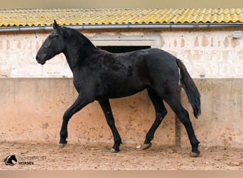 Menorquín, Yegua, 4 años, 160 cm, Negro