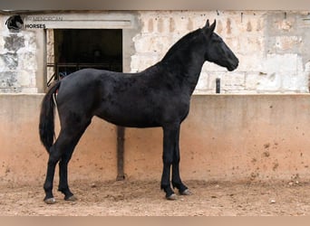 Menorquín, Yegua, 4 años, 160 cm, Negro