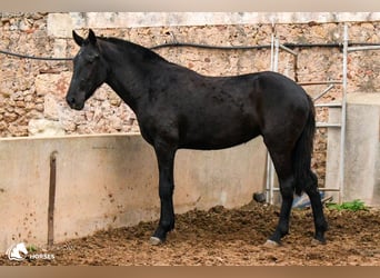 Menorquín, Yegua, 4 años, 160 cm, Negro