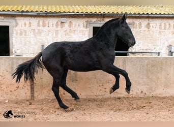 Menorquín, Yegua, 4 años, 160 cm, Negro