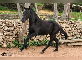 Menorquín, Yegua, 4 años, 160 cm, Negro