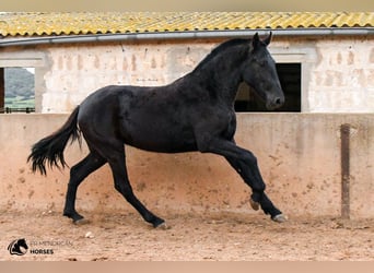 Menorquín, Yegua, 4 años, 160 cm, Negro