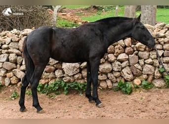 Menorquín, Yegua, 4 años, 160 cm, Negro